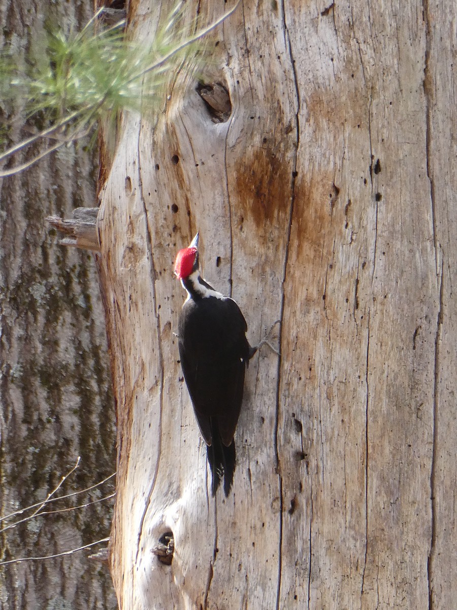 Pileated Woodpecker - Ron Schlegel