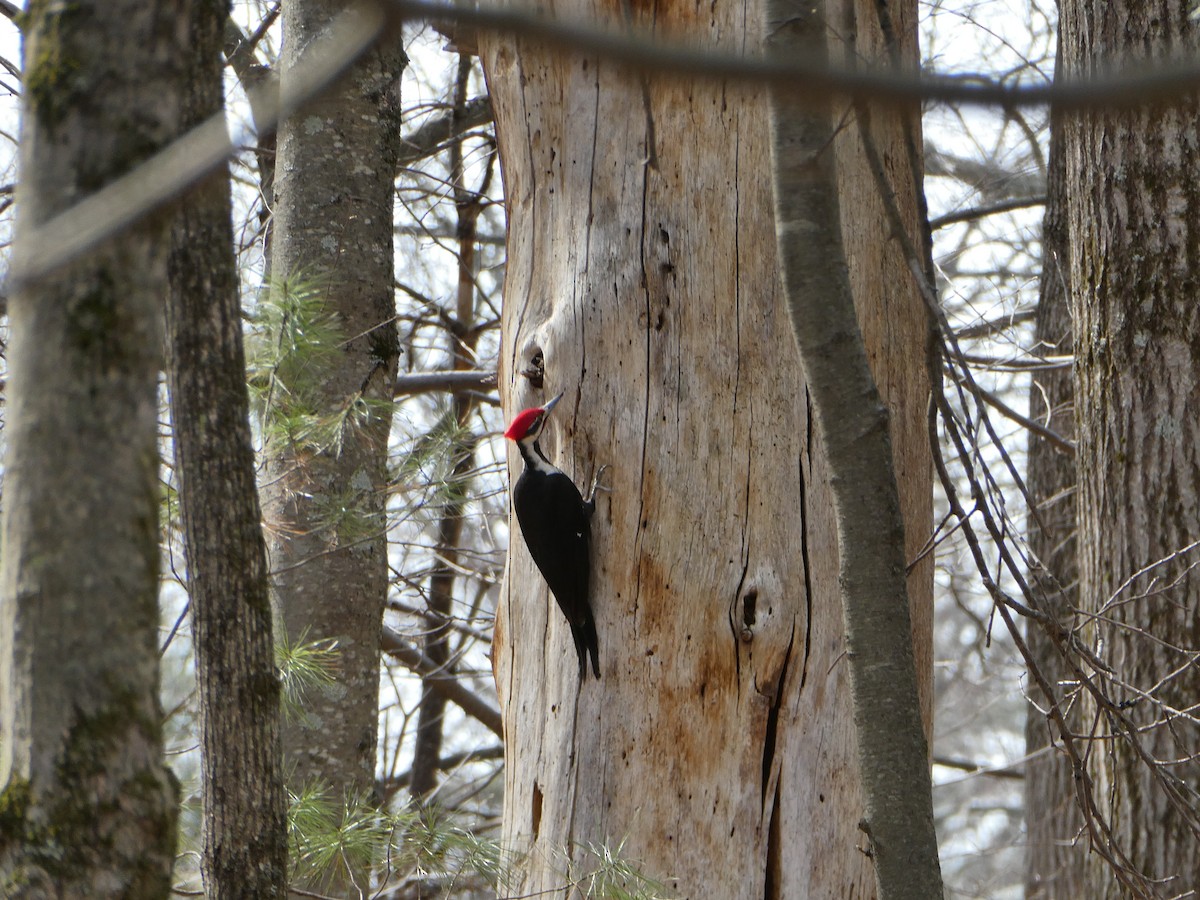 Pileated Woodpecker - Ron Schlegel