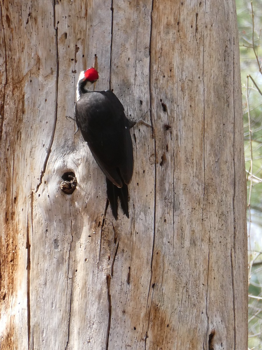 Pileated Woodpecker - ML617534931