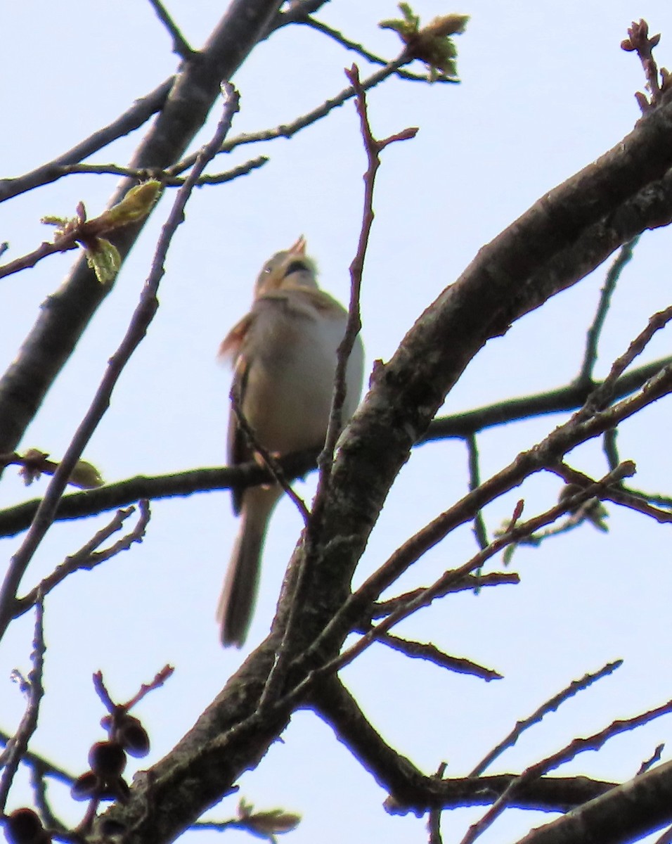 Field Sparrow - Maryangela Buskey