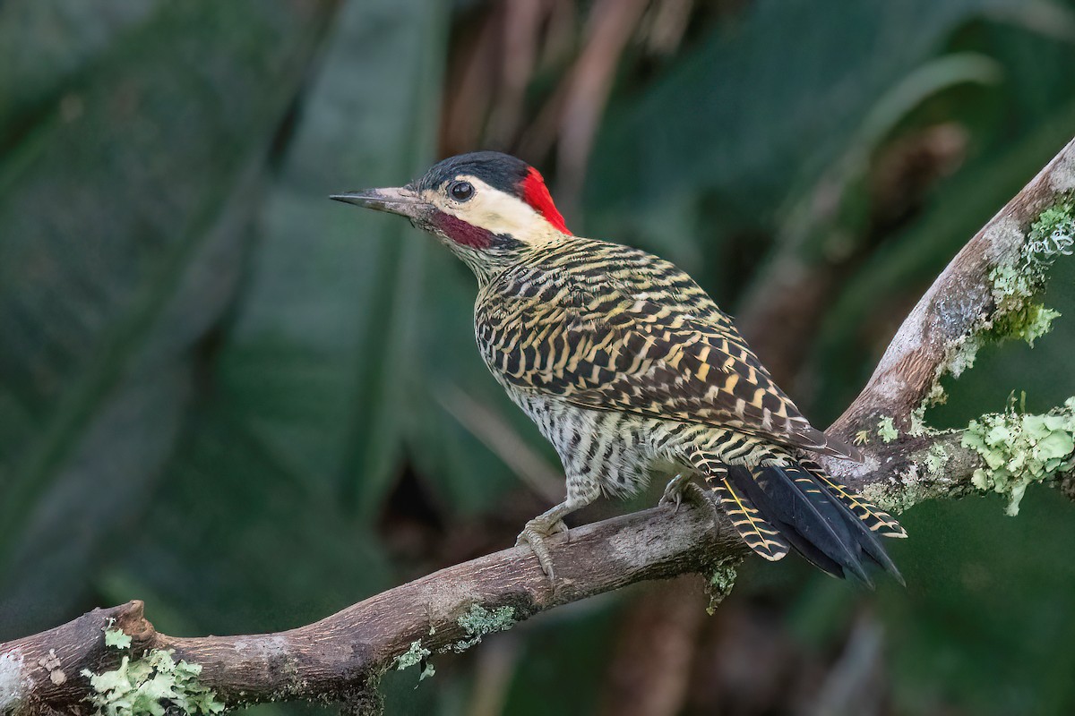 Green-barred Woodpecker - ML617534946