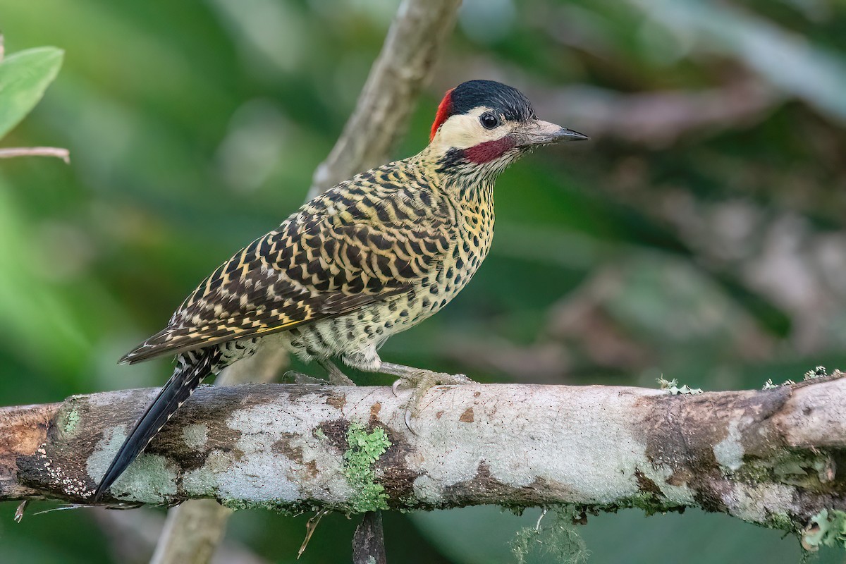 Green-barred Woodpecker - ML617534947