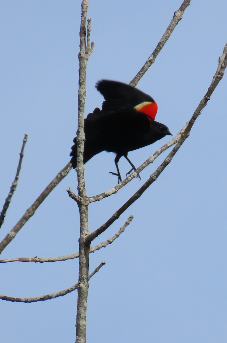Red-winged Blackbird - Maryangela Buskey