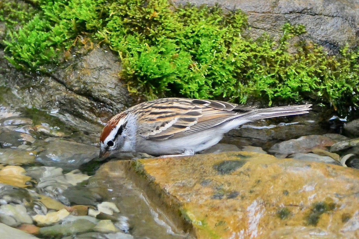 Chipping Sparrow - ML617535027