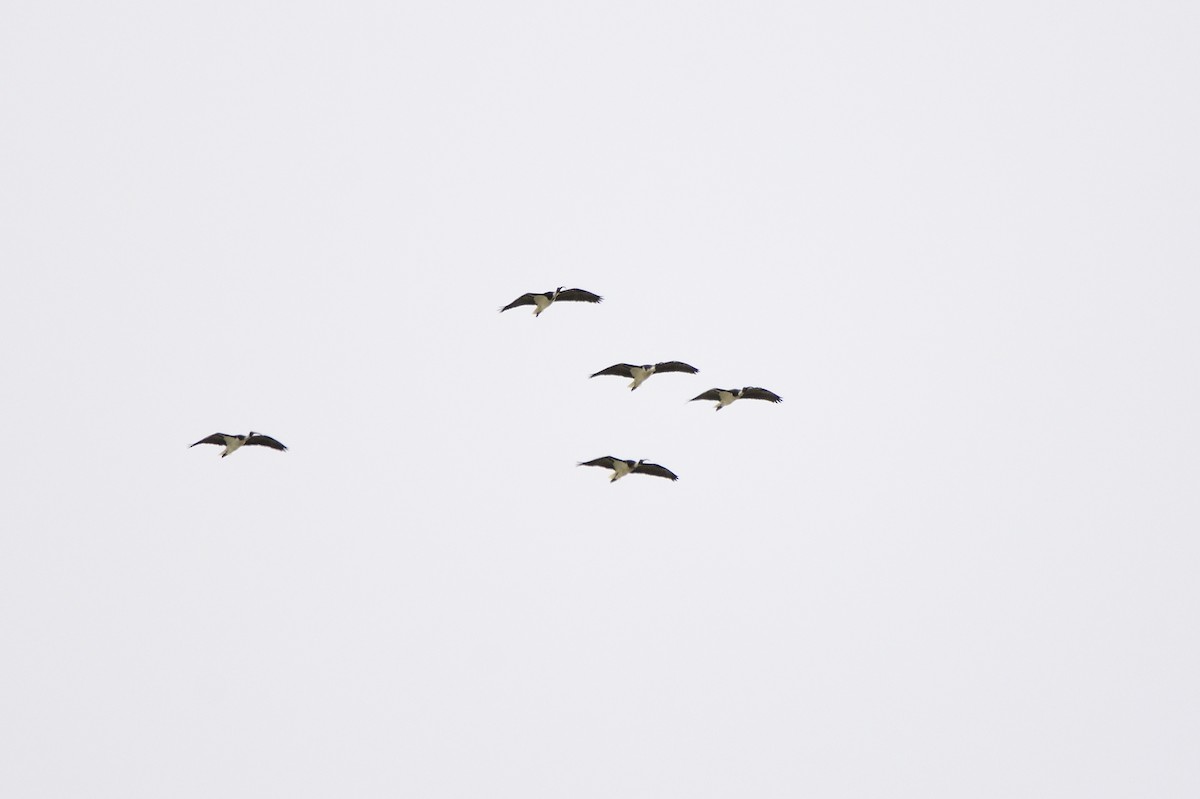 Straw-necked Ibis - Ken Crawley