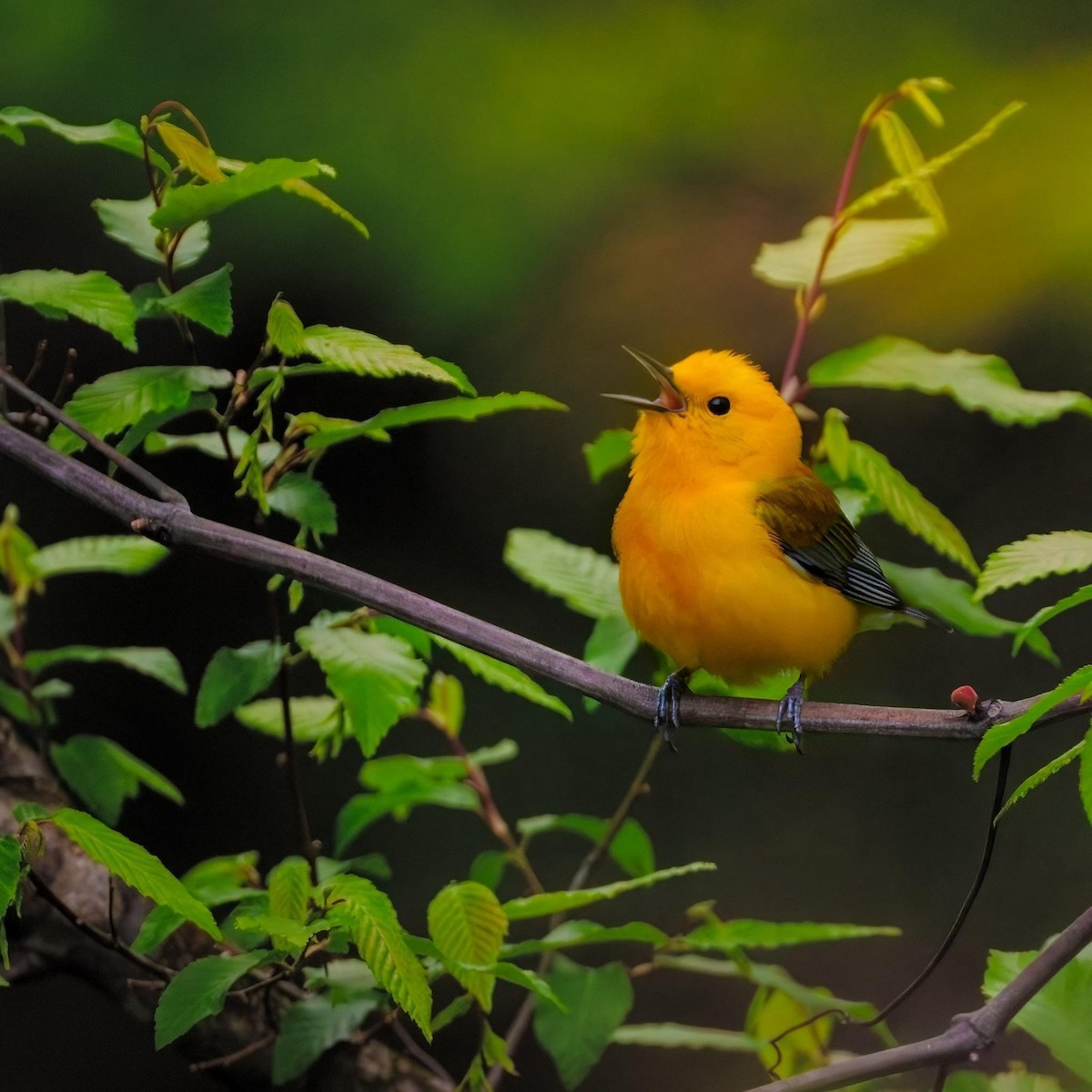 Prothonotary Warbler - ML617535112
