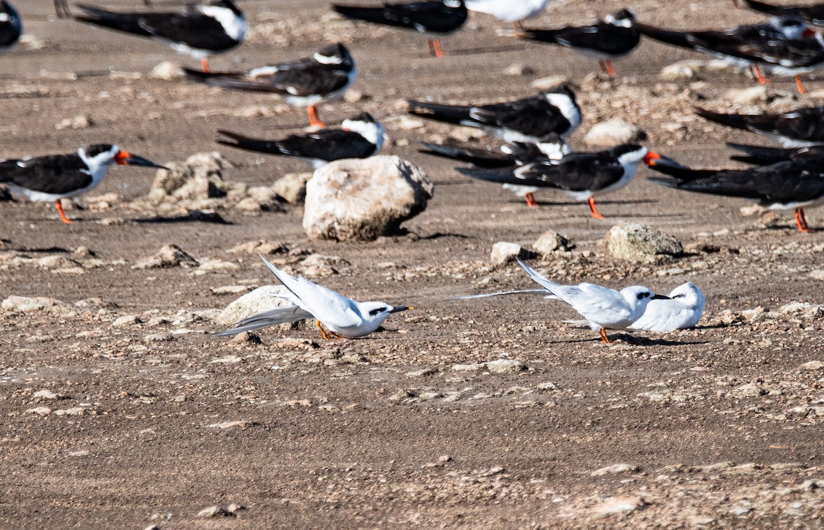 Snowy-crowned Tern - ML617535126