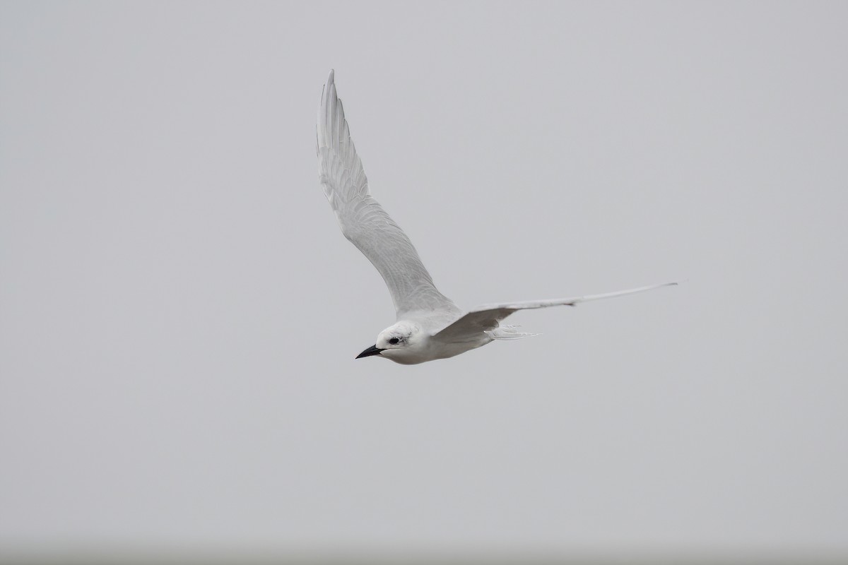 Gull-billed Tern - Raphael Kurz -  Aves do Sul