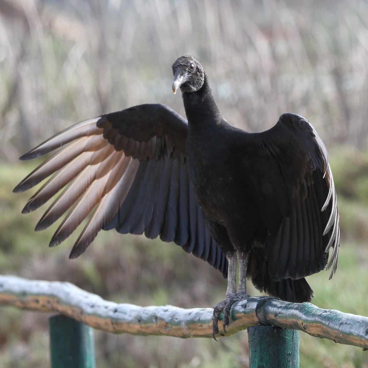 Black Vulture - Oscar  Diaz