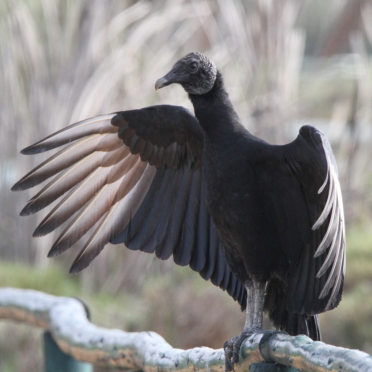 Black Vulture - ML617535183
