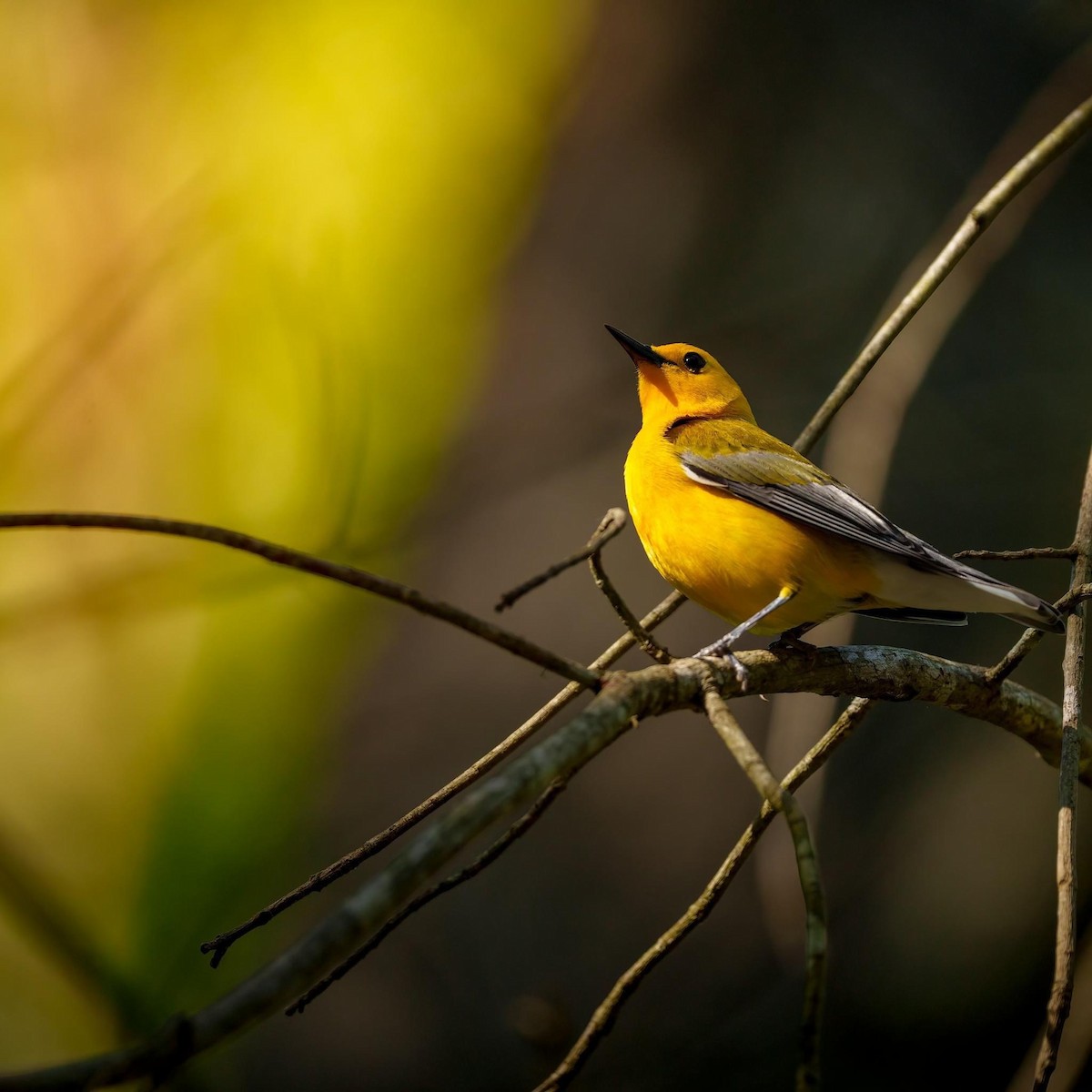 Prothonotary Warbler - ML617535192