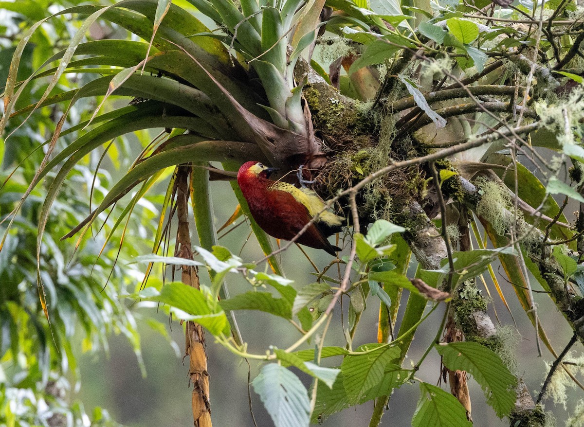 Crimson-mantled Woodpecker - ML617535193