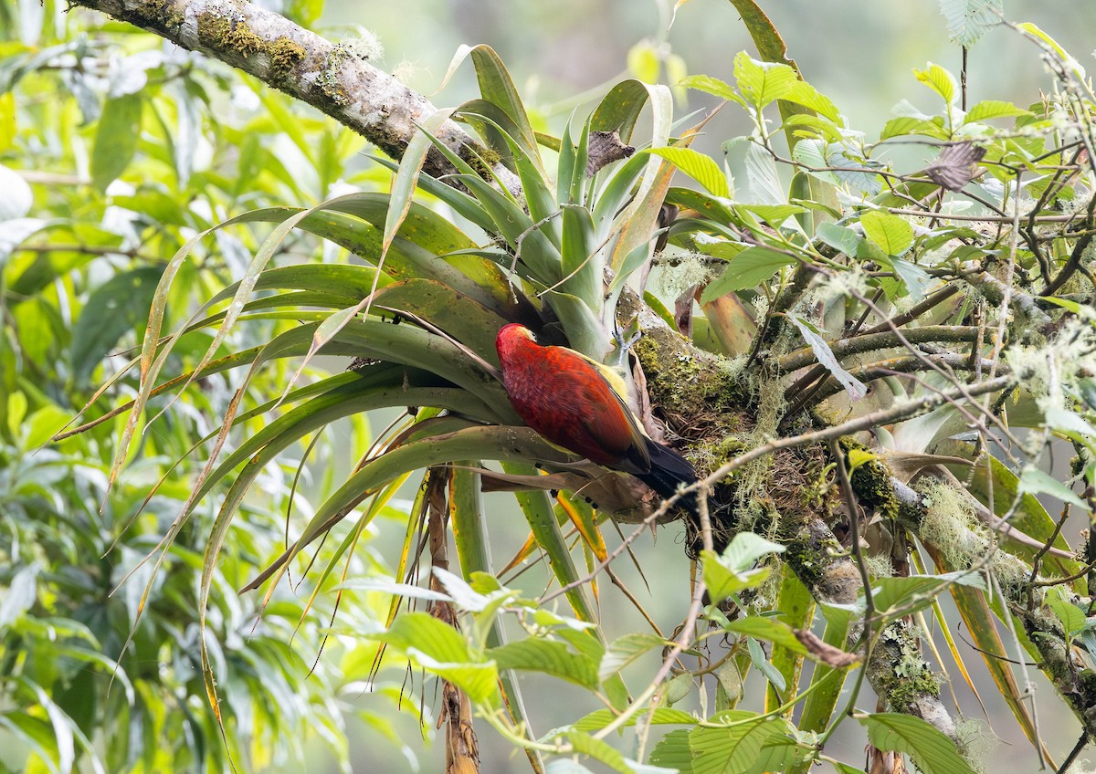 Crimson-mantled Woodpecker - ML617535194