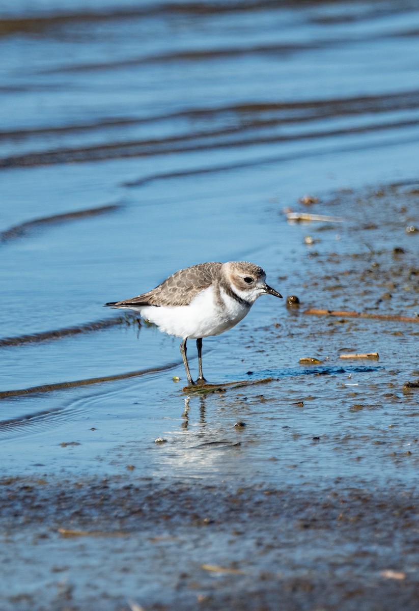 Two-banded Plover - ML617535222