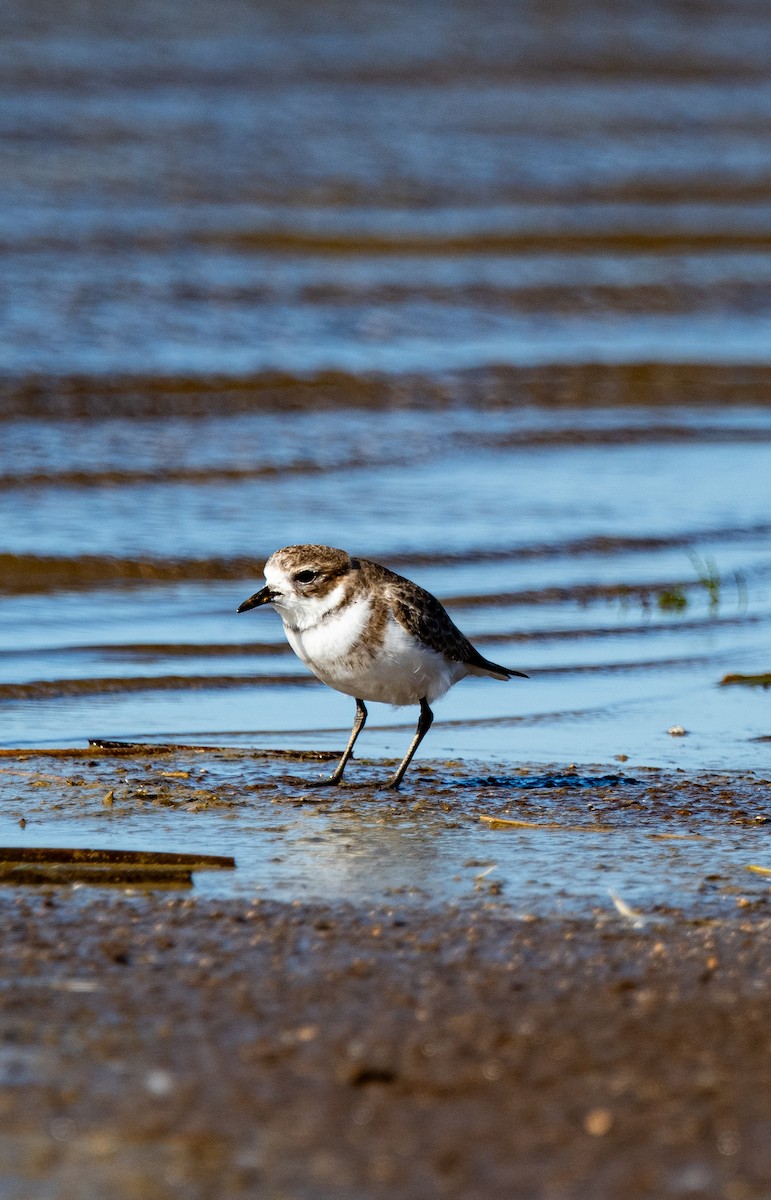 Two-banded Plover - ML617535224