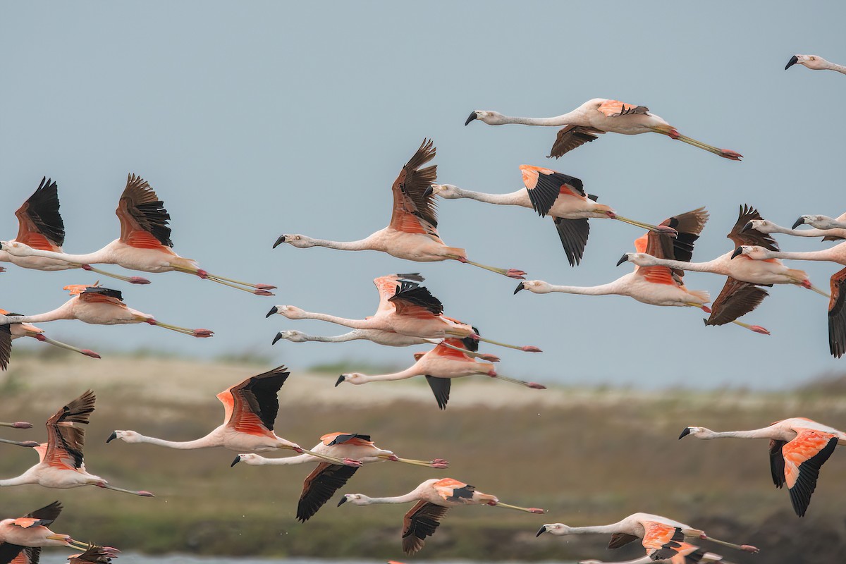 Chilean Flamingo - Raphael Kurz -  Aves do Sul