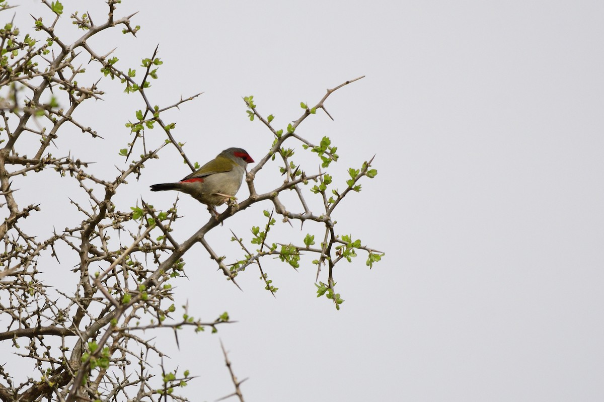 Red-browed Firetail - ML617535271