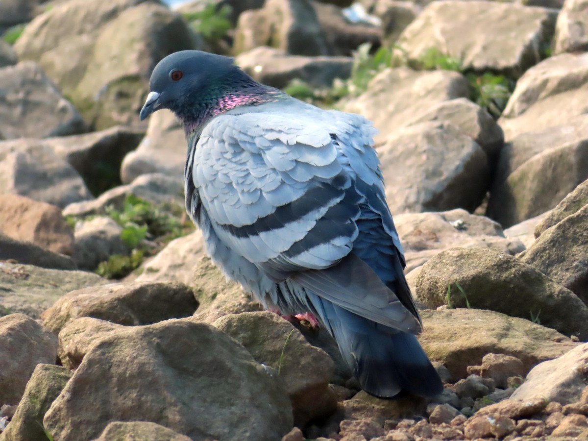 Rock Pigeon (Feral Pigeon) - ML617535302