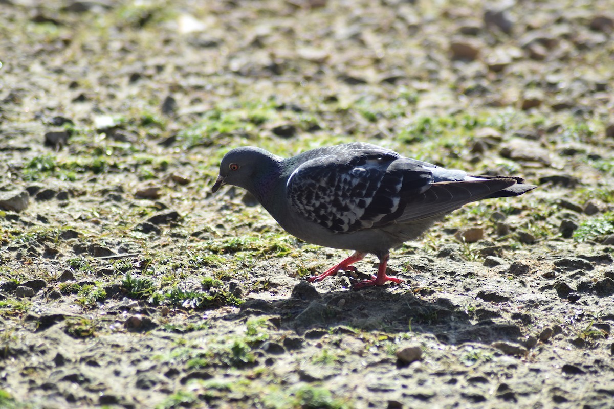 Rock Pigeon (Feral Pigeon) - ML617535303