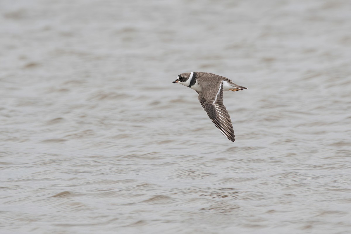Semipalmated Plover - ML617535304