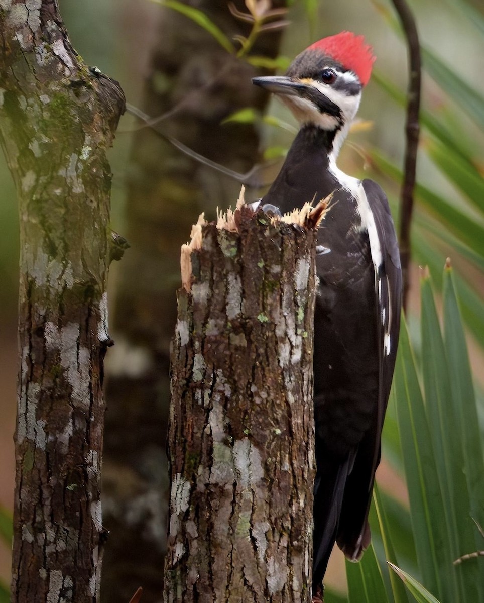 Pileated Woodpecker - Mat Price