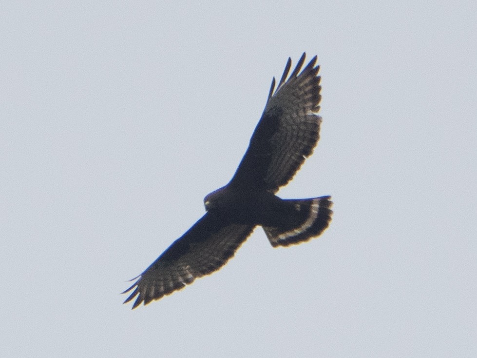 Broad-winged Hawk - ML617535369
