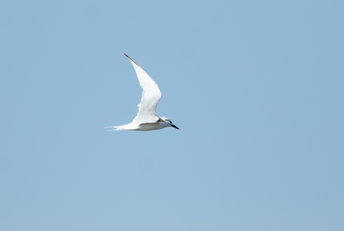 Snowy-crowned Tern - ML617535385
