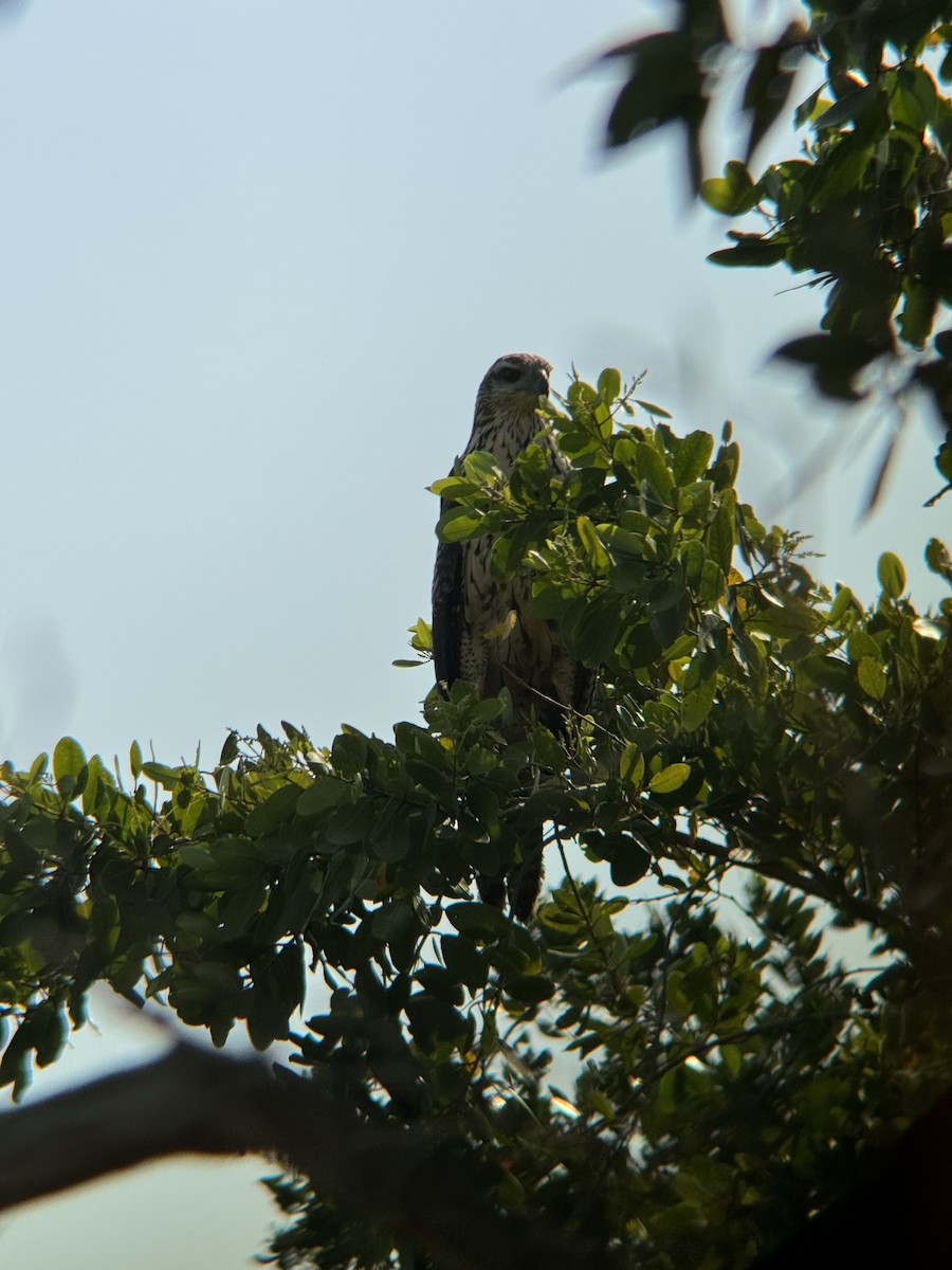 Great Black Hawk (Northern) - Yucatan Birding Tours