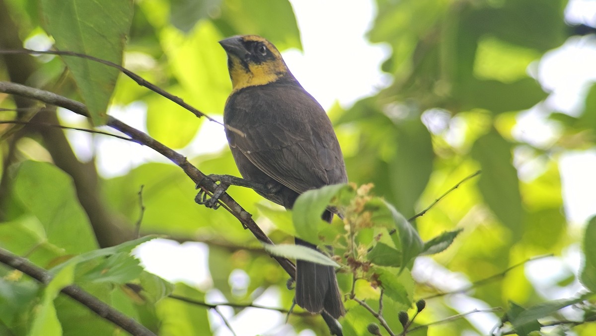 Yellow-headed Blackbird - ML617535484