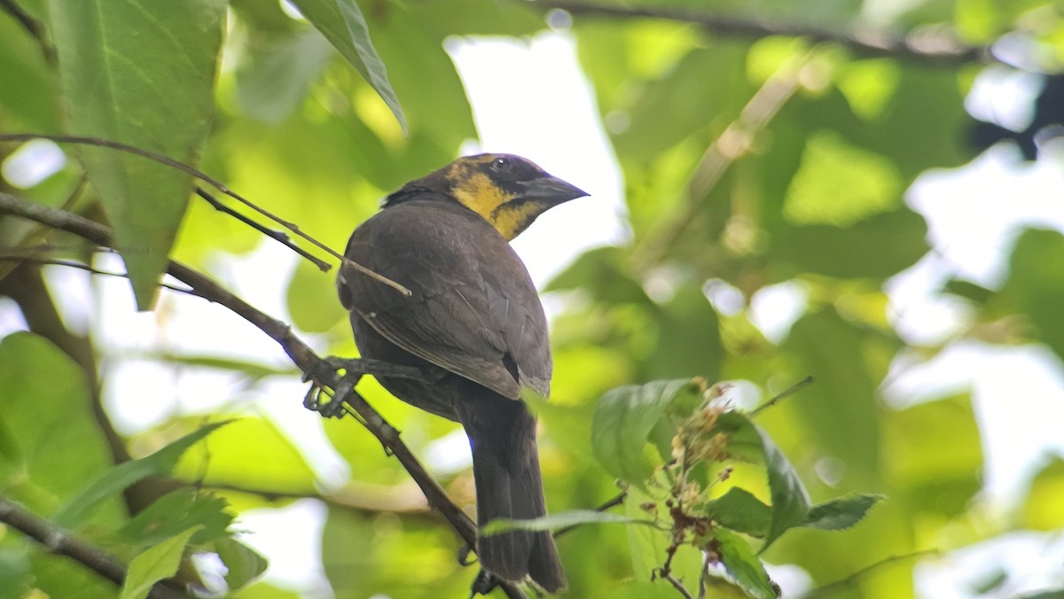 Yellow-headed Blackbird - Anthony Arce