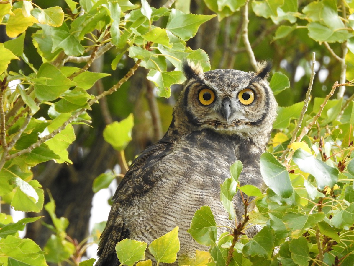 Lesser Horned Owl - Mari Antezana Aponte