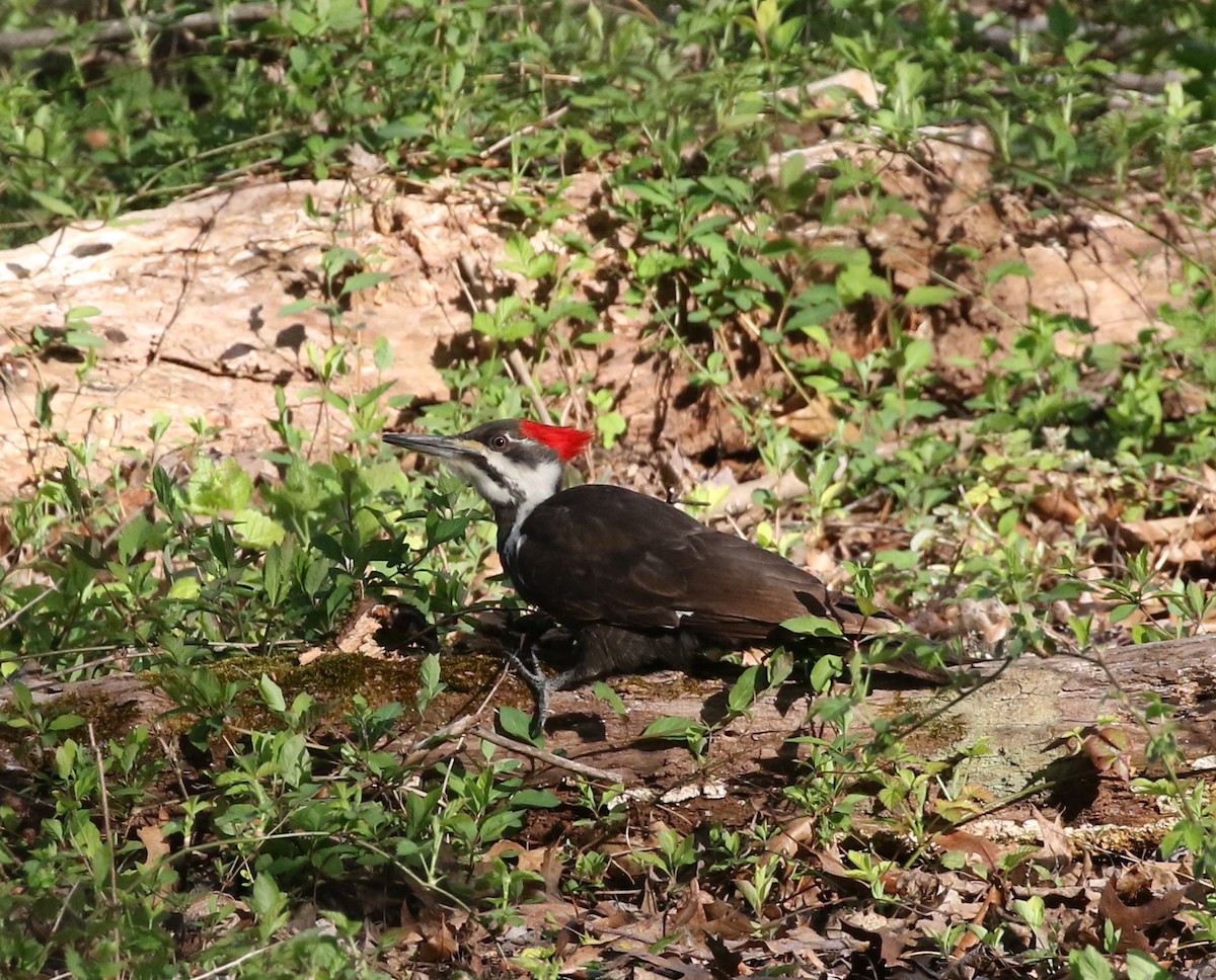 Pileated Woodpecker - Andrew Vallely