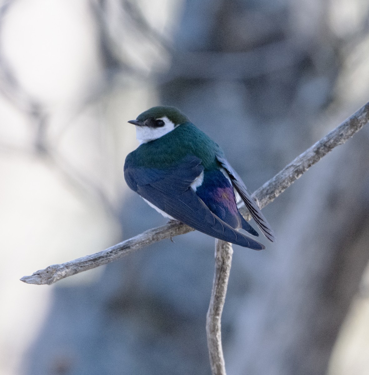 Violet-green Swallow - ML617535520