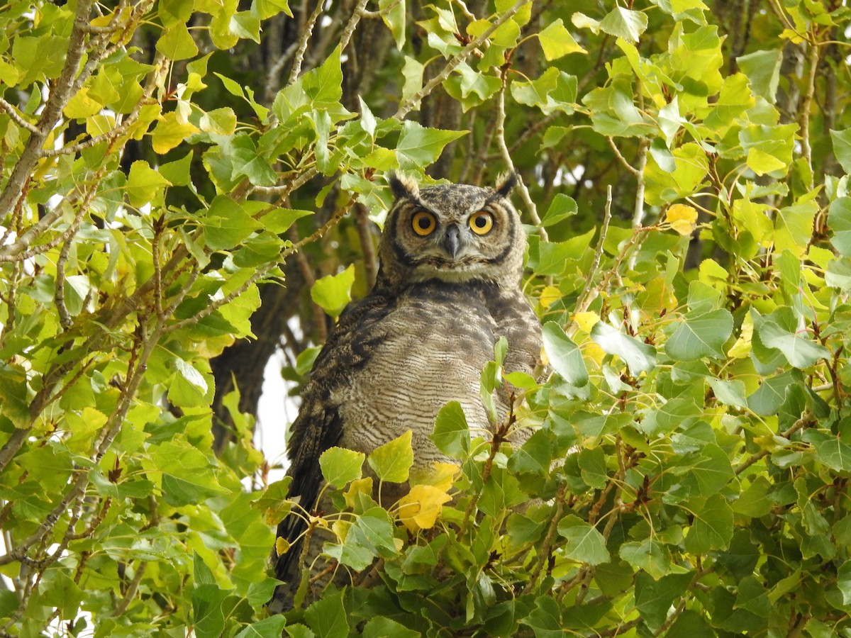 Lesser Horned Owl - ML617535532