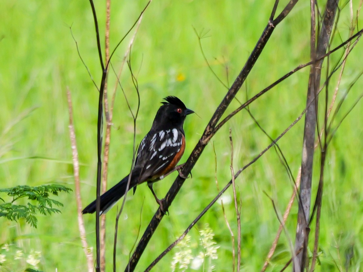 Spotted Towhee - ML617535764