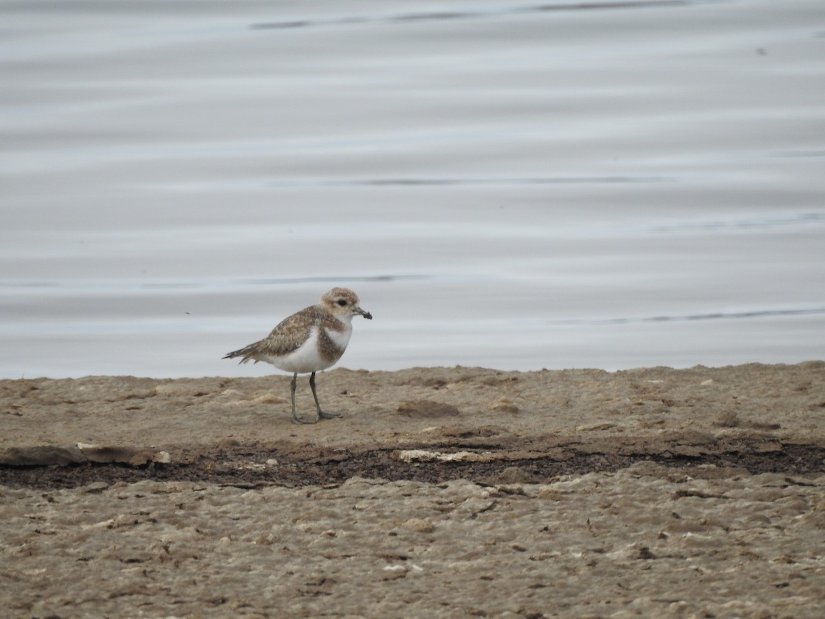 Two-banded Plover - ML617535766