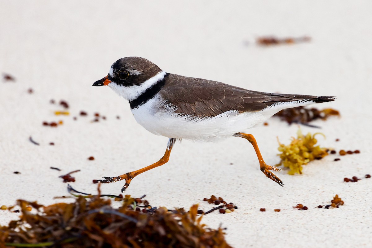 Semipalmated Plover - ML617535782