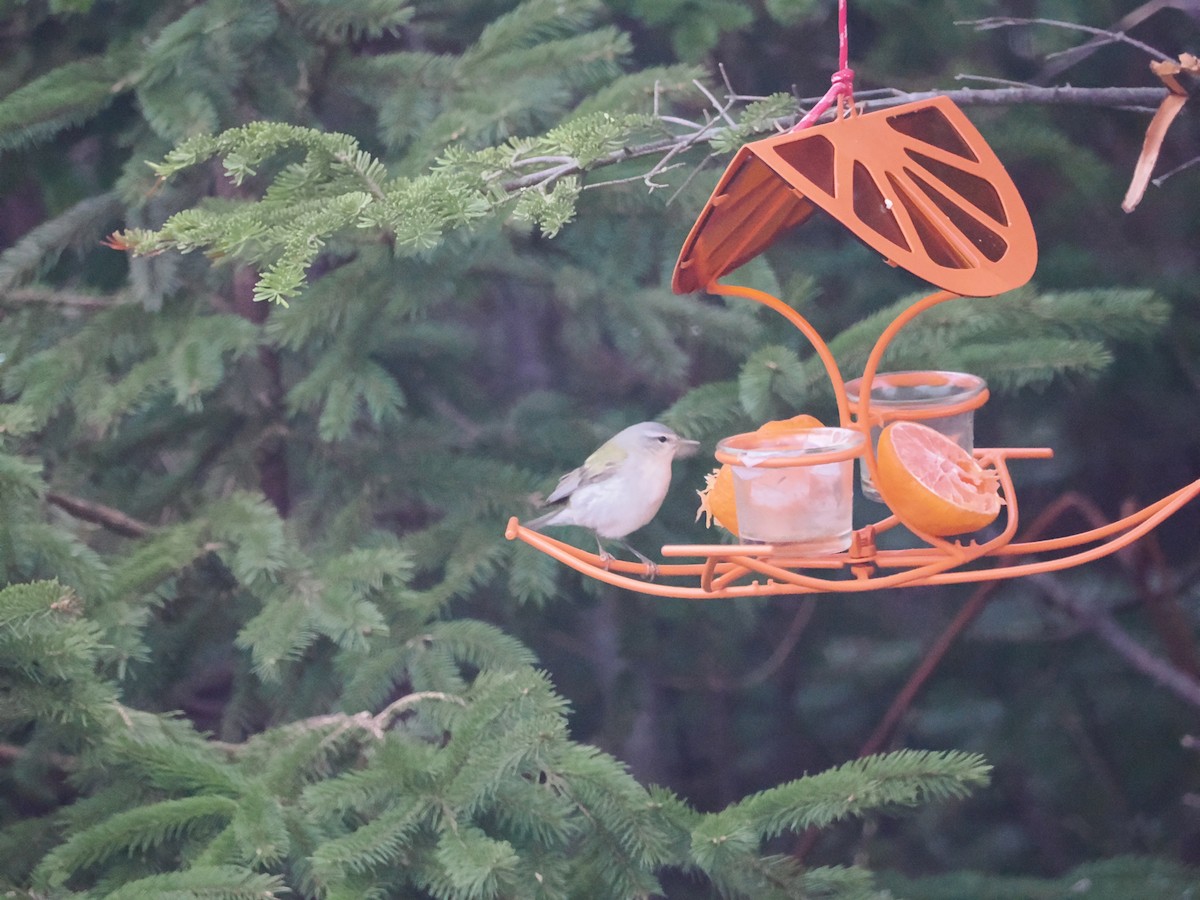 Orange-crowned Warbler (Gray-headed) - Diane LeBlanc