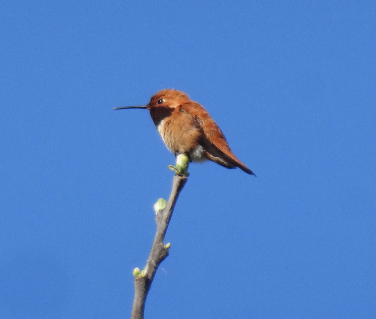 Rufous Hummingbird - ML617535843