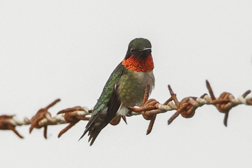Ruby-throated Hummingbird - Pat Draisey