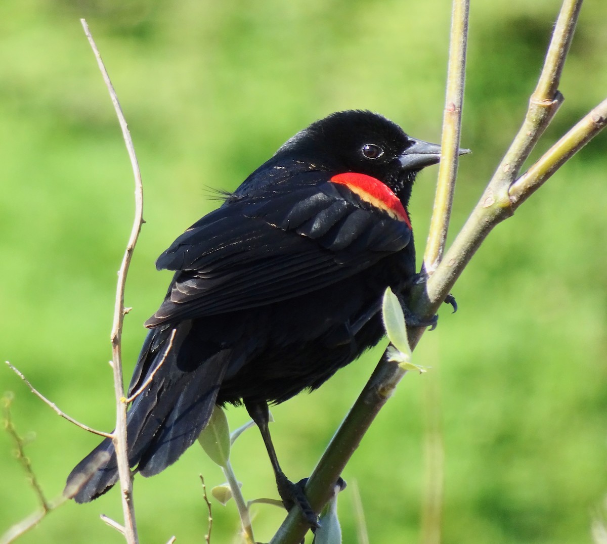 Red-winged Blackbird - Caryn Fehr