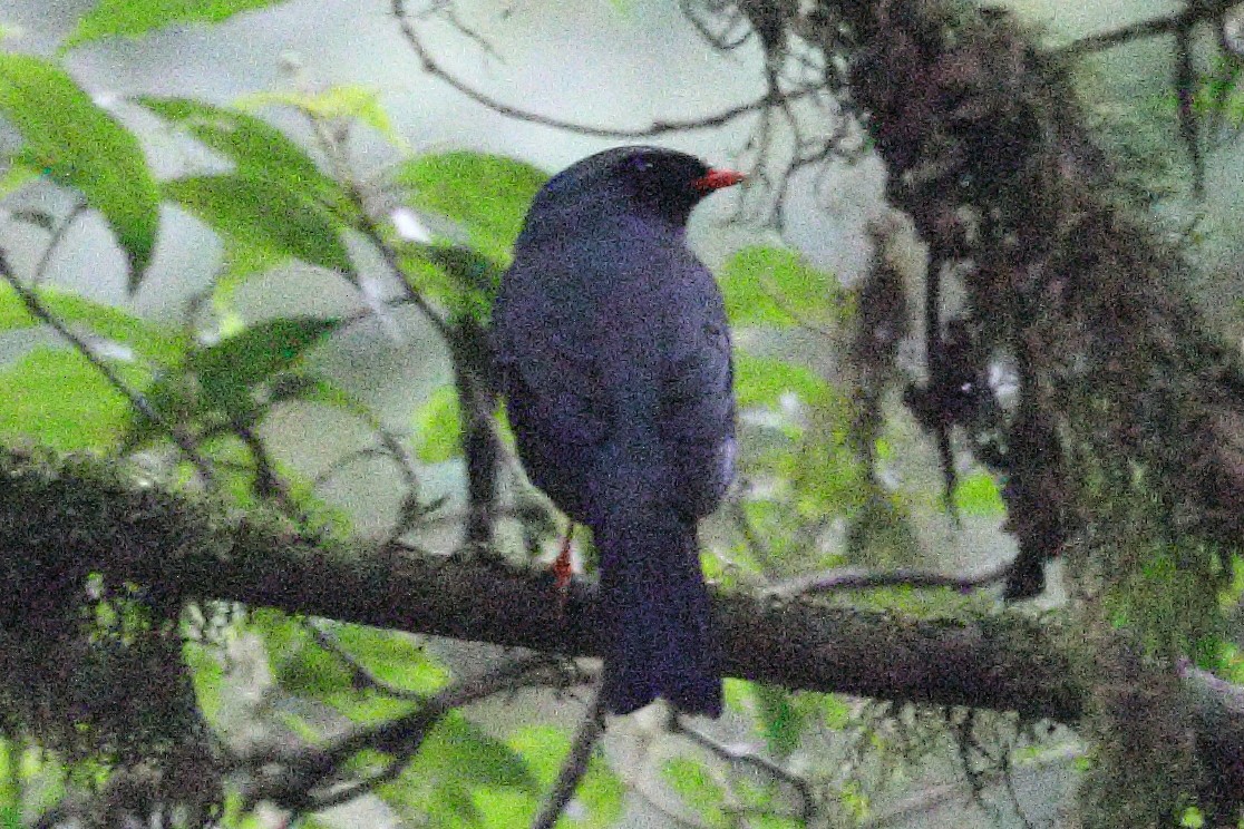 Black-faced Solitaire - ML617535941