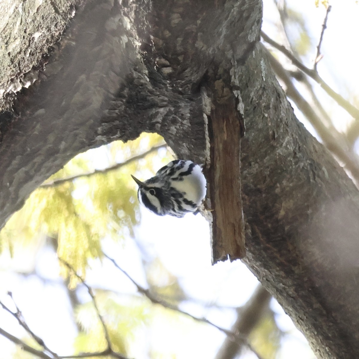 Black-and-white Warbler - ML617535997