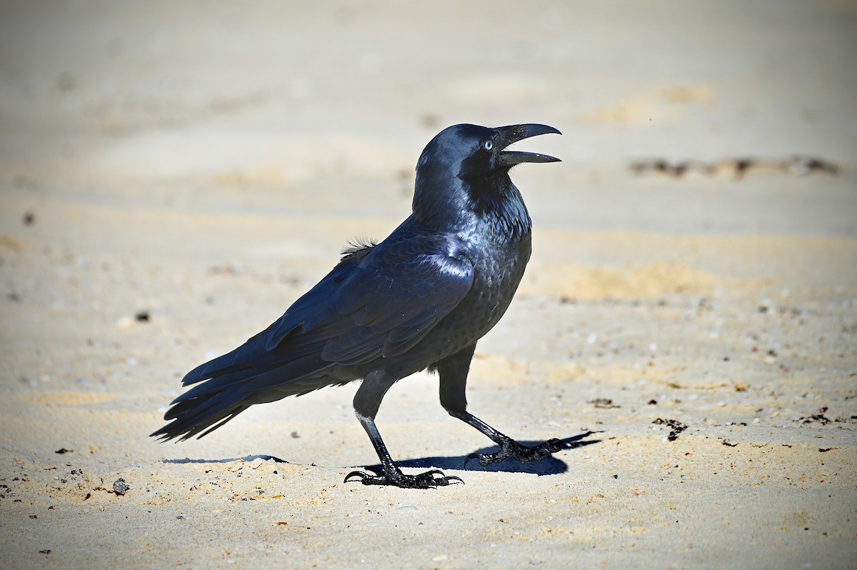 Australian Raven - ML617536007