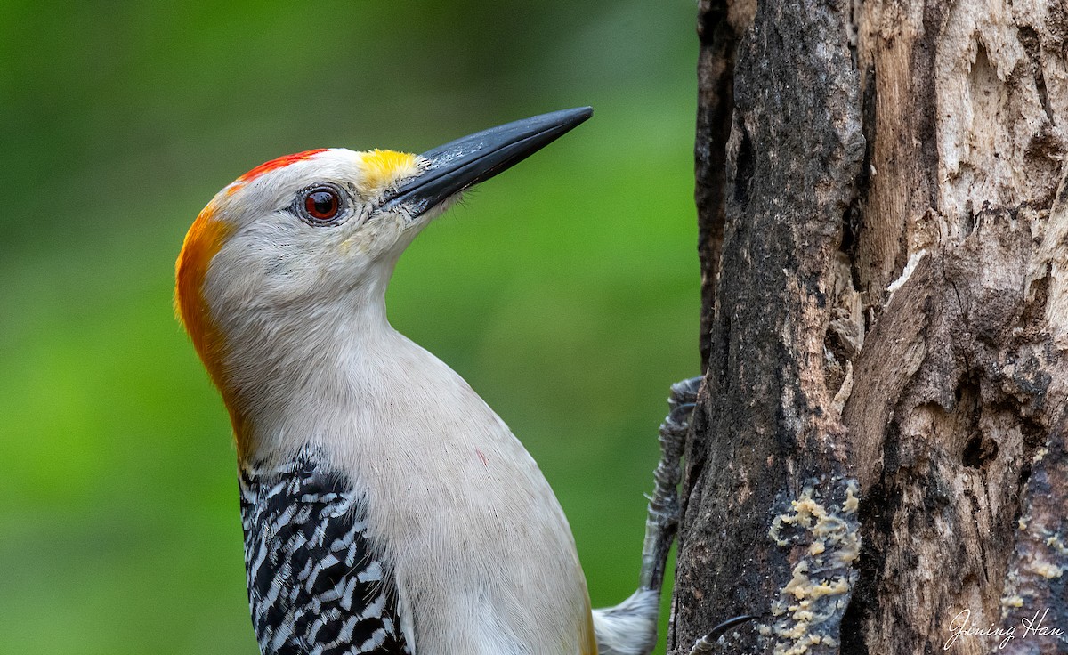 Golden-fronted Woodpecker - Jining Han