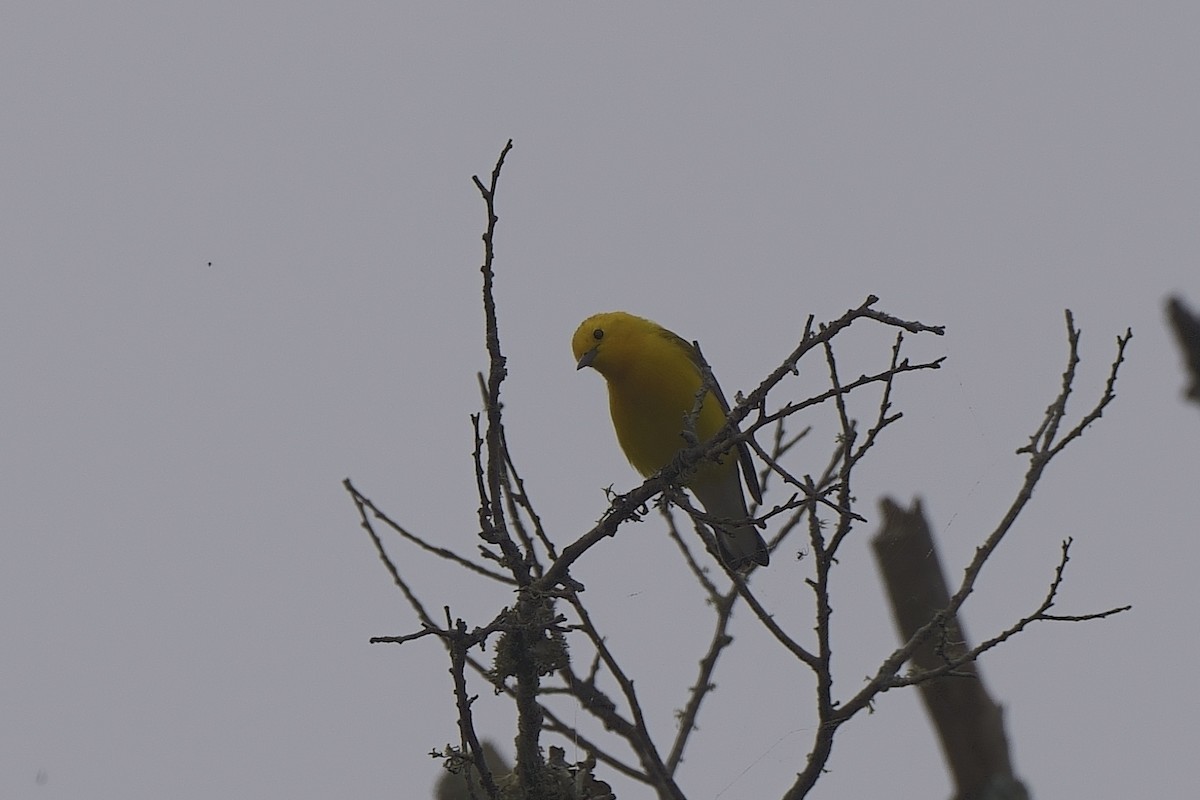 Prothonotary Warbler - ML617536094