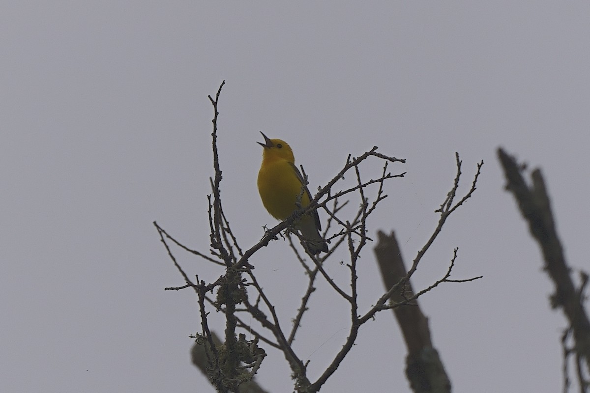 Prothonotary Warbler - ML617536095