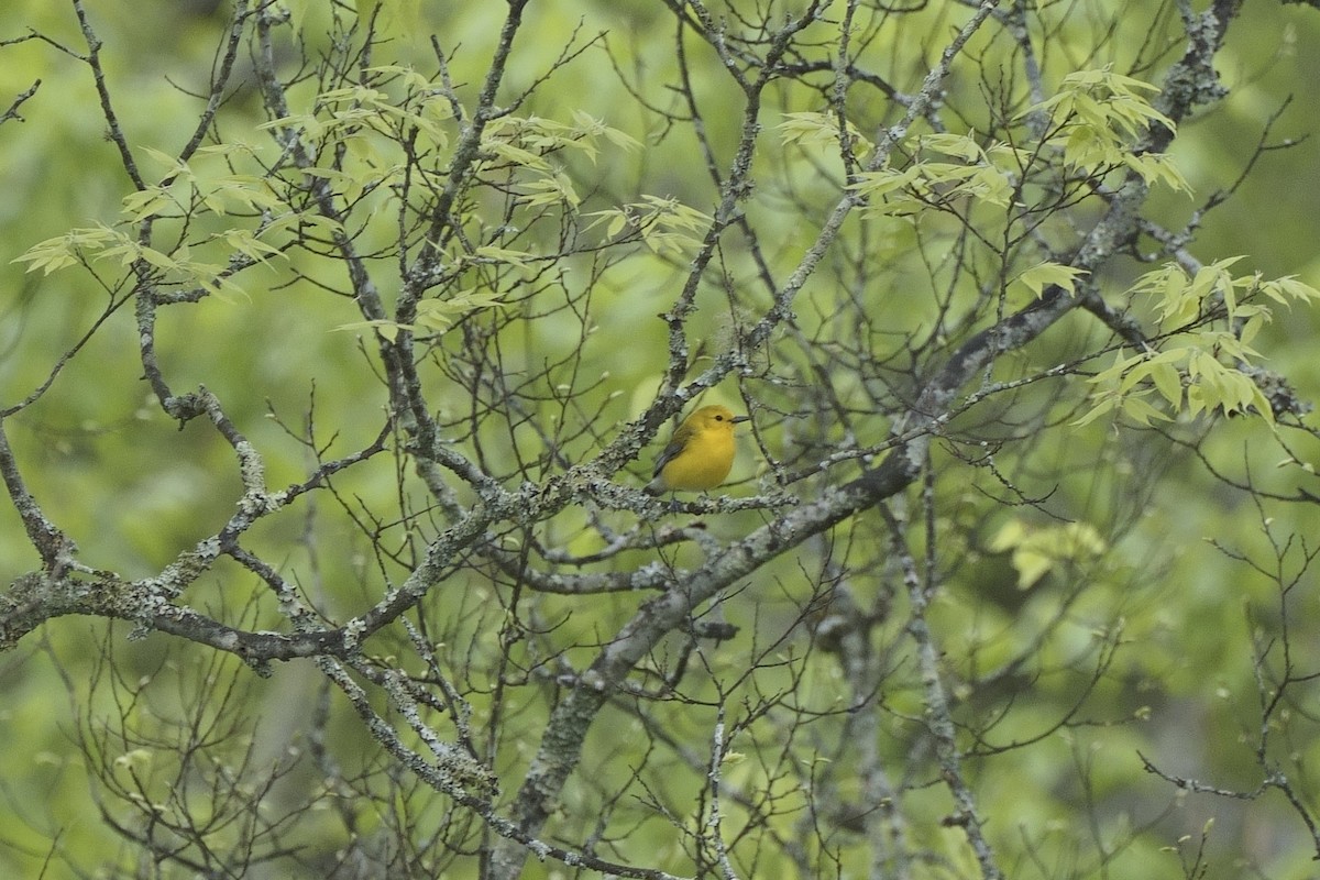 Prothonotary Warbler - ML617536096