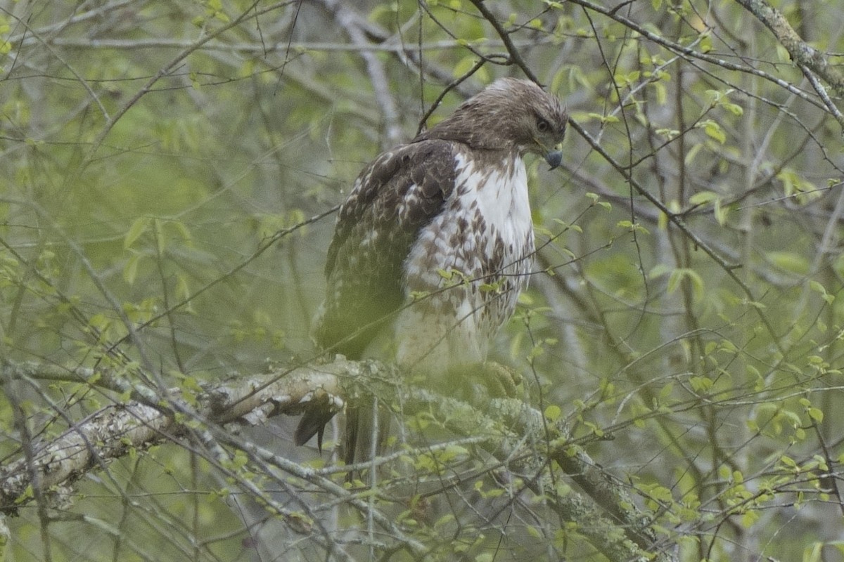 Red-tailed Hawk - ML617536121