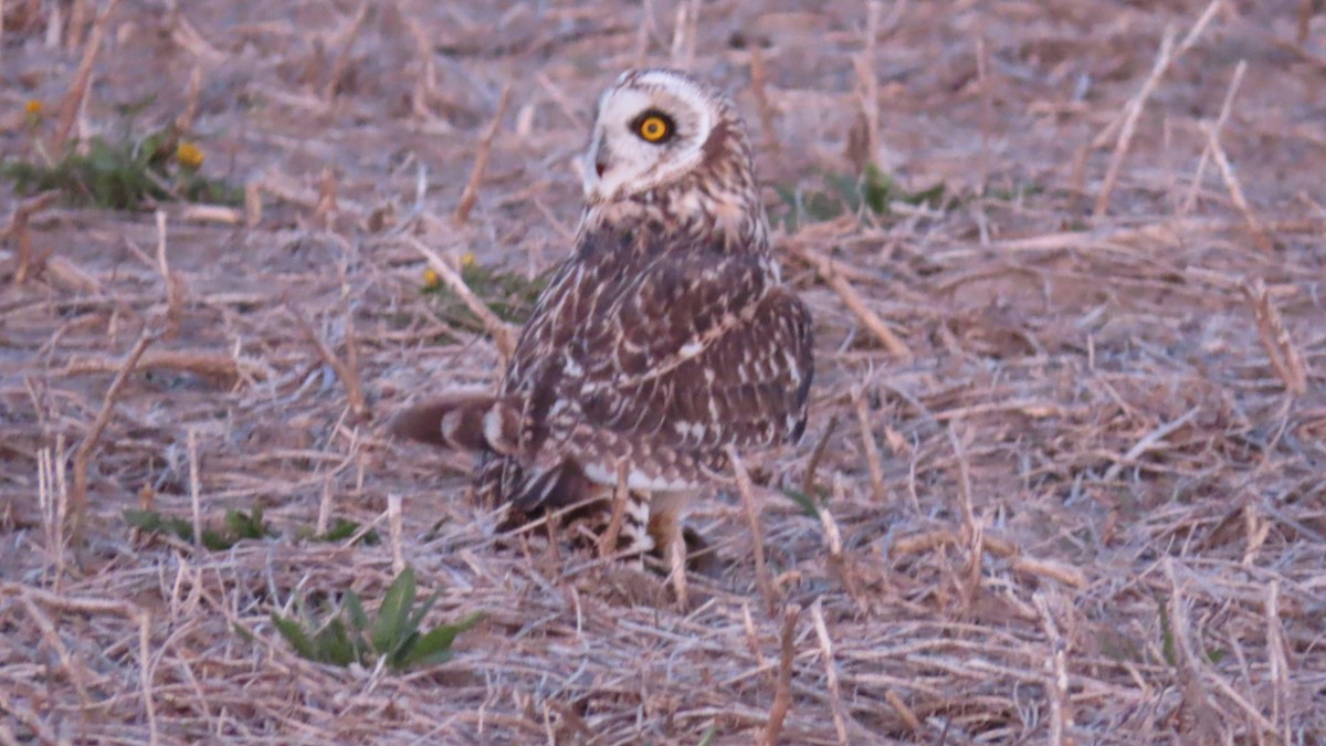 Short-eared Owl - ML617536155